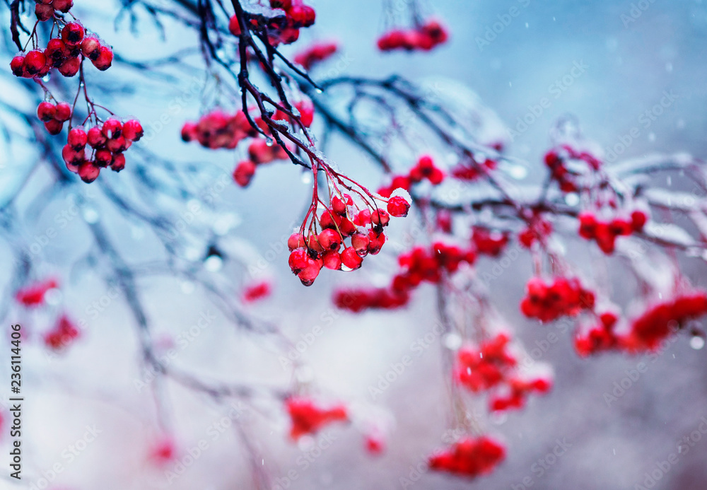 branches of viburnum with bright juicy red clusters of berries are ...
