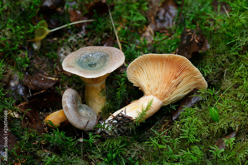 Lactarius deterrimus, also known as false saffron milkcap or orange milkcap photo