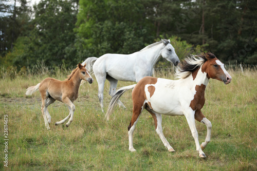 Fototapeta Naklejka Na Ścianę i Meble -  Batch of horses running on pasturage
