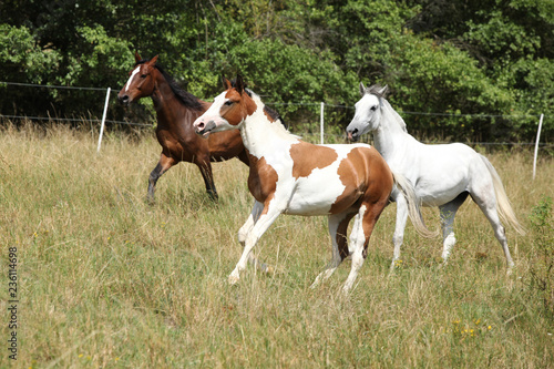 Fototapeta Naklejka Na Ścianę i Meble -  Batch of horses running on pasturage