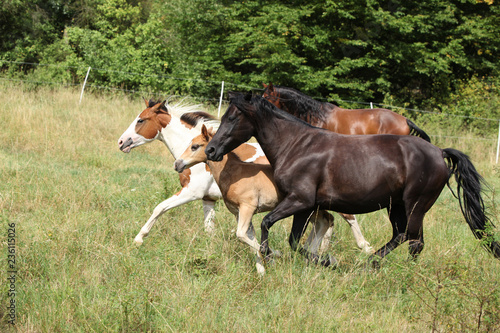 Batch of horses running on pasturage © Zuzana Tillerova