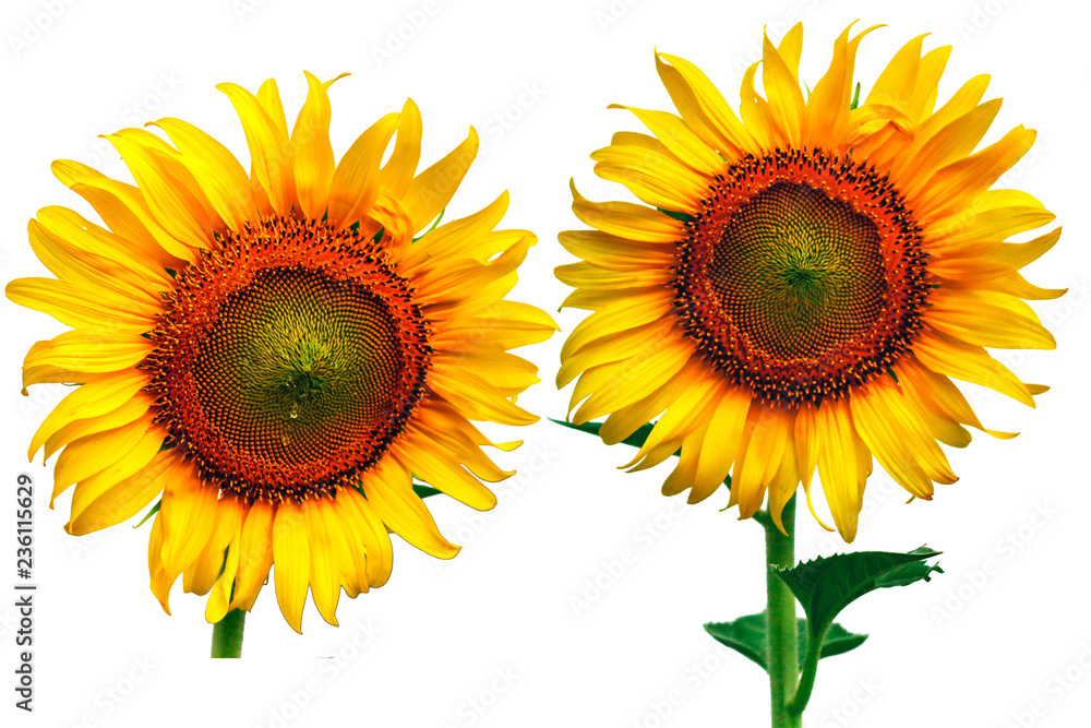 Obraz premium Sunflower Isolate on white background