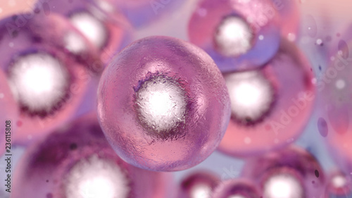 Cells human or animal under microscope