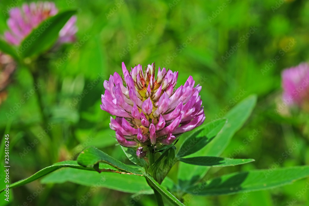 Wild clover