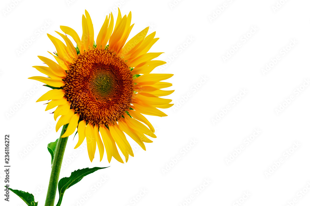 Obraz premium Sunflower Isolate on white background