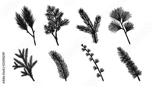 Photo Set of pine leaf silhouette on white background