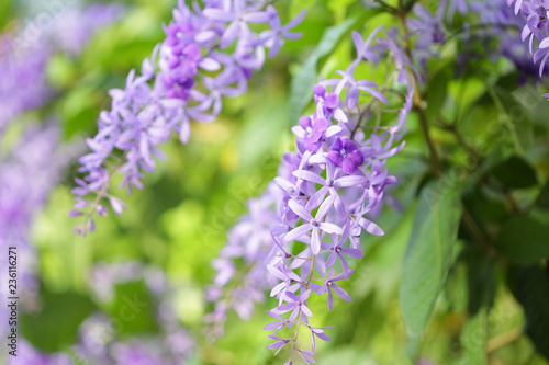 Purple Petrea racemosa flower