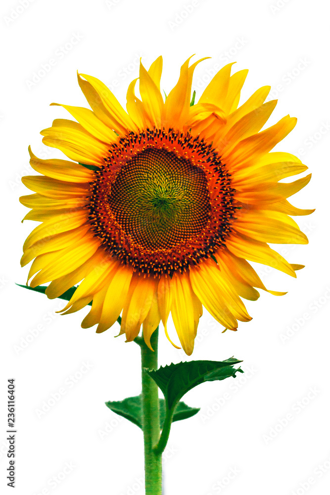Sunflower Isolate on white background