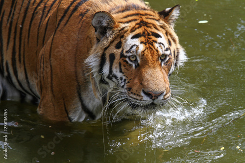 Portrait eines Tigers im Wasser