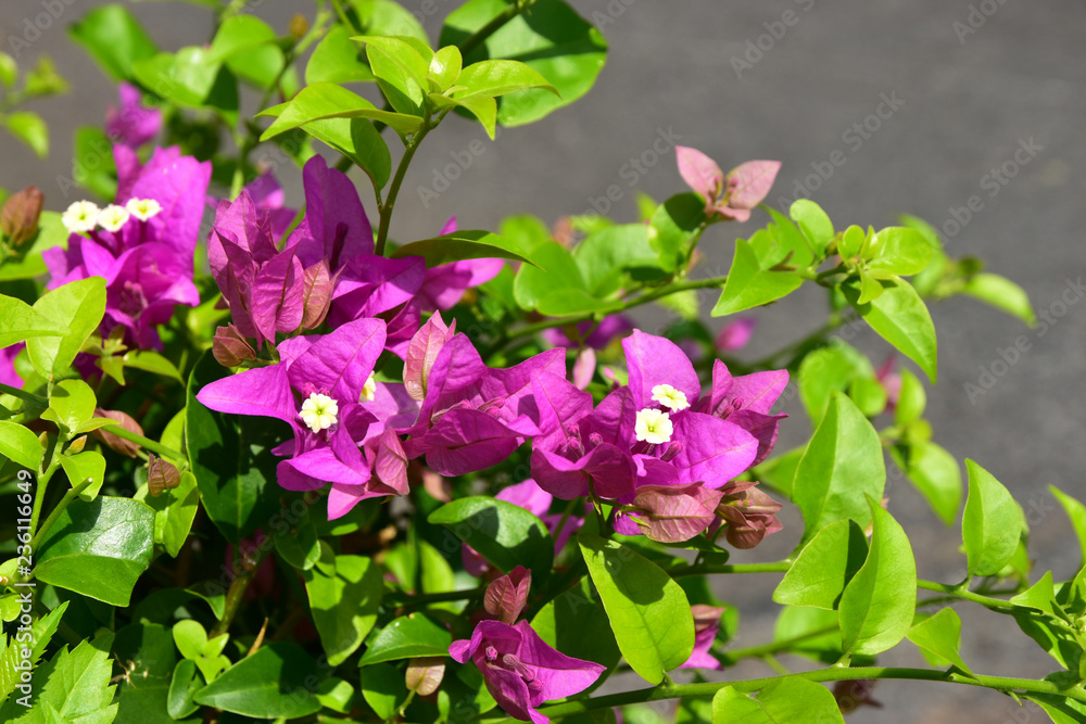Closeup Pink Phra Phong Flower in the garden Closeup Pink Phra Phong Flower in the garden