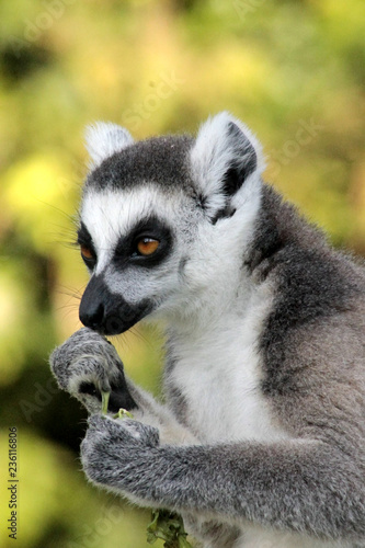 Lemure © Noemi Stambé