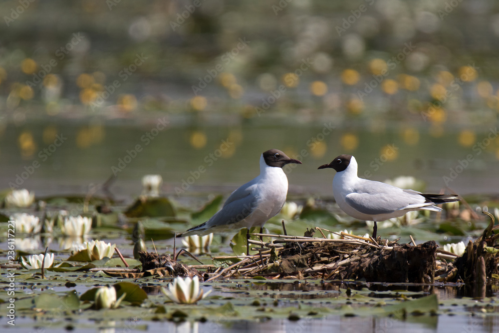 Black-headed gulls in danube delta Black-headed gulls in danube delta