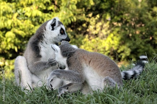 Lemuri © Noemi Stambé
