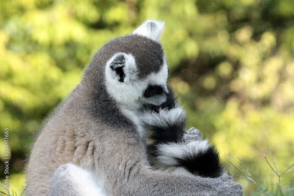 Fototapeta premium lemure 