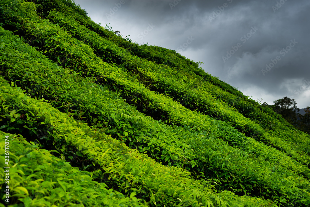 Naklejka premium Tea plantations in Cameron Highlands, Malaysia
