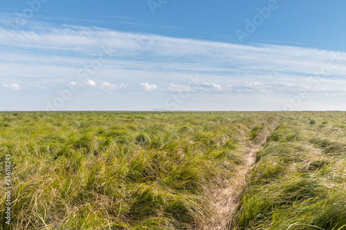 meadow landscape on wetland