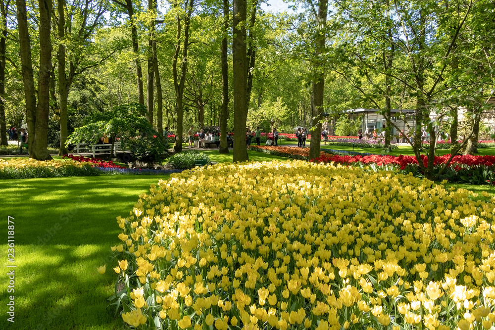 Obraz premium Beautiful spring flowers tulips yellow, red surrounded by green grass in Keukenhof park Netherlands. - Image