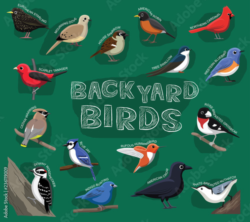 Backyard Birds Cartoon Vector Illustration