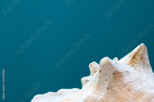 Flat lay. Top view. White shell on a blue background. Vacation concept