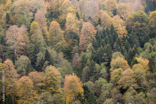 Forest of Pine Trees