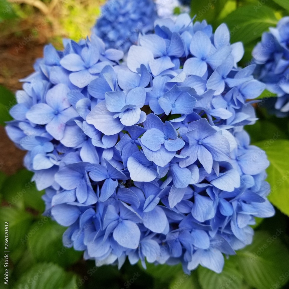 blue hyacinth blue hyacinth