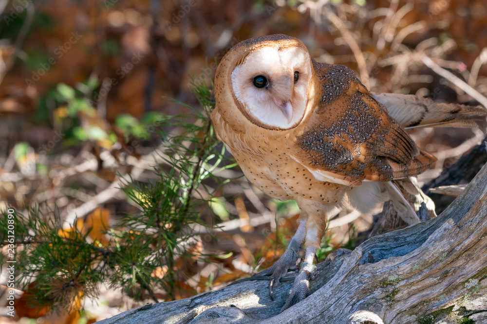 Naklejka premium Barn Owl Perched on a Log