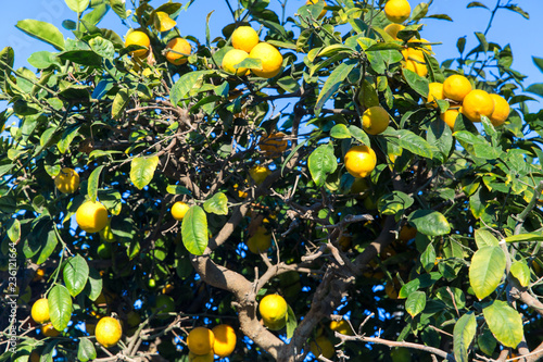 gardening, nature and floral concept - lemon tree over blue sky