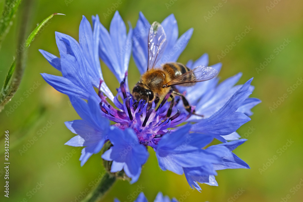 bee on flower bee on flower