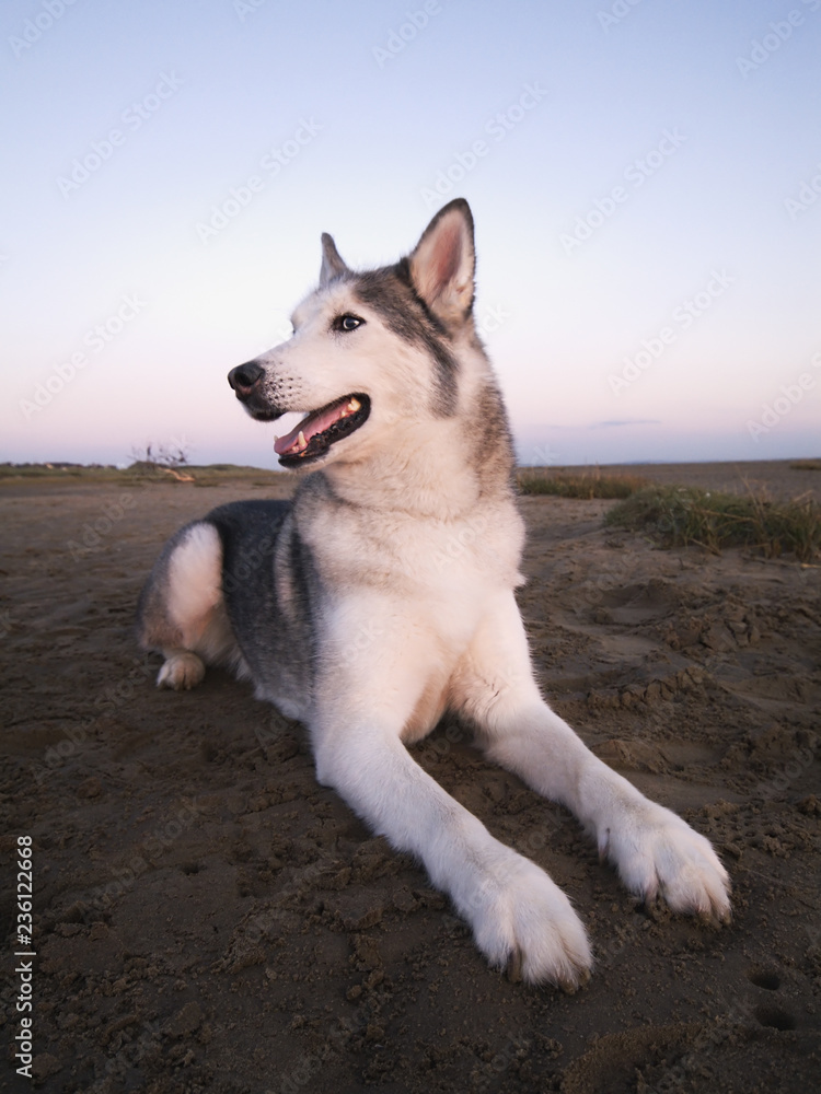 Husky sales fur coat