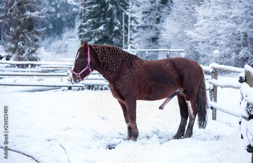 Brown horse with erect penis in winter