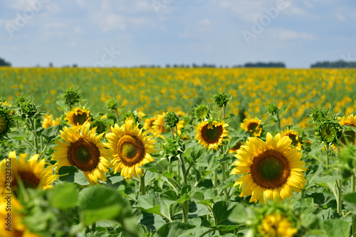 Beautiful sunflower flowers in field in afternoon