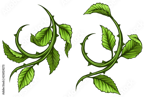 Graphic cartoon green rose branch, stem with leaves and thorns. Isolated on white background. Vector icon set.