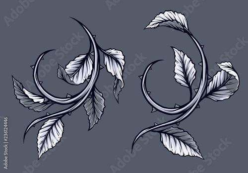 Graphic detailed black and white rose branch, stem with leaves and thorns. Isolated on gray background. Vector icon set.