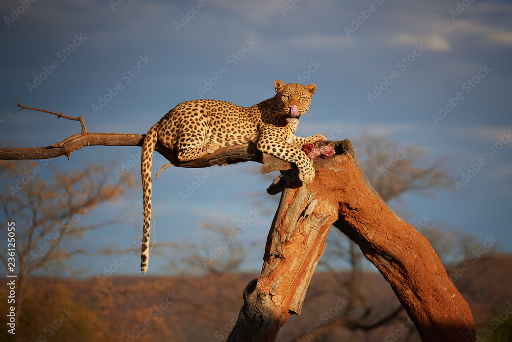 African Leopard, Panthera pardus in beautiful light, female lying on a tree, eating bloody meat, staring directly at camera against dark sky. Animal action scene.  Wildlife photography in Namibia. - obrazy, fototapety, plakaty 