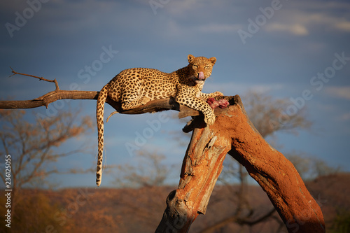 African Leopard, Panthera pardus in beautiful light, female lying on a tree, eating bloody meat, staring directly at camera against dark sky. Animal action scene.  Wildlife photography in Namibia. photo