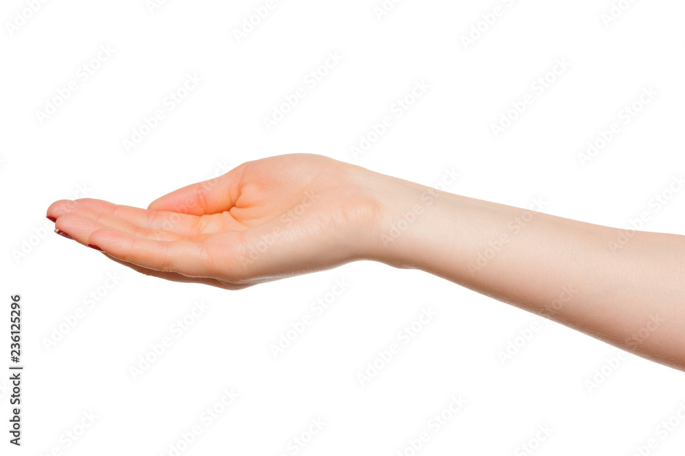 hands take gesture of open palm for holding on white backgrounds, isolated hands take gesture of open palm for holding on white backgrounds, isolated