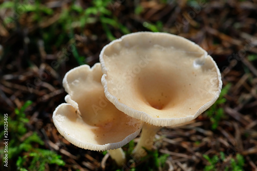 Clitocybe gibba, Common Funnel mushroom photo