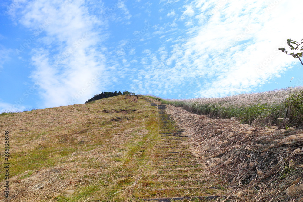 Naklejka premium ススキ