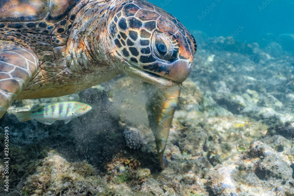 Close encounter with green sea turtle feeding on sea grass in a shallow water
