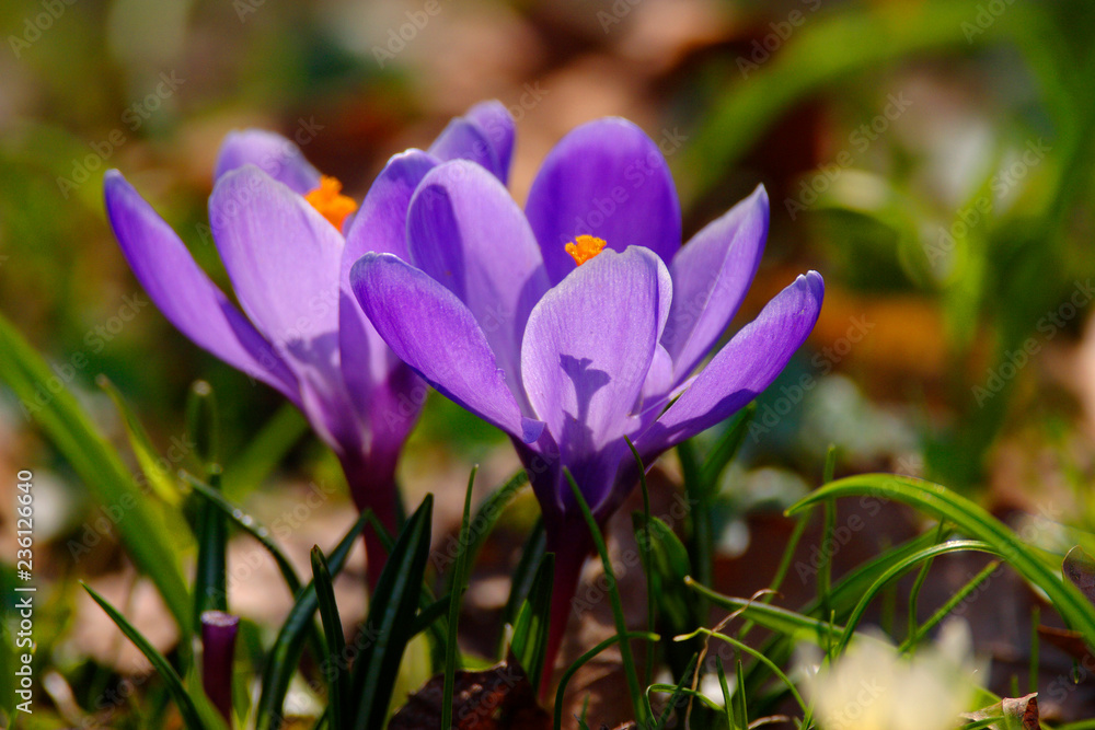 Blooming Crocus flowers in spring season in city park in Warsaw, Poland Blooming Crocus flowers in spring season in city park in Warsaw, Poland