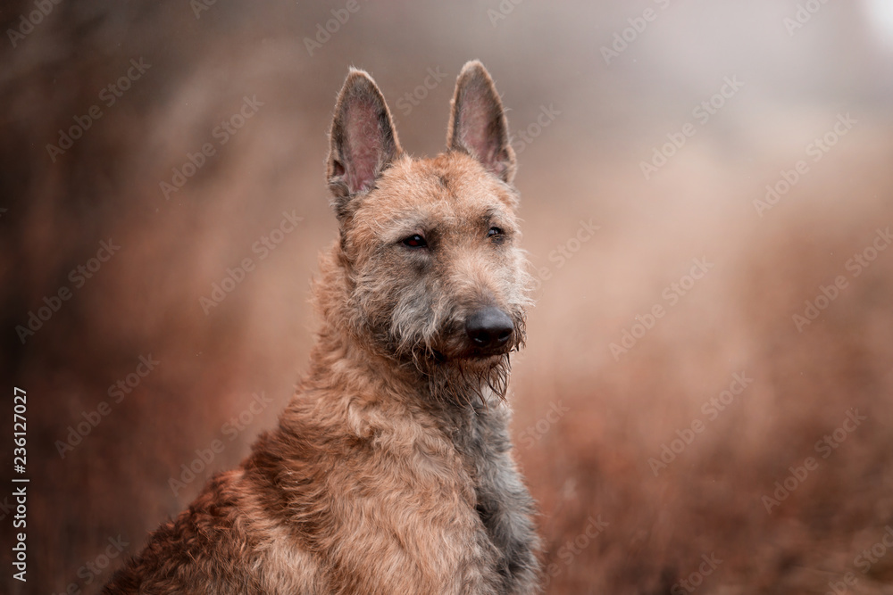 Dog breed Belgian Shepherd Laquenoy in the autumn forest Dog breed Belgian Shepherd Laquenoy in the autumn forest