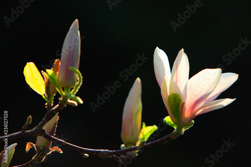 Blooming Saucer Magnolia flowers - Magnolia x soulangeana - in spring season in a botanical garden photo