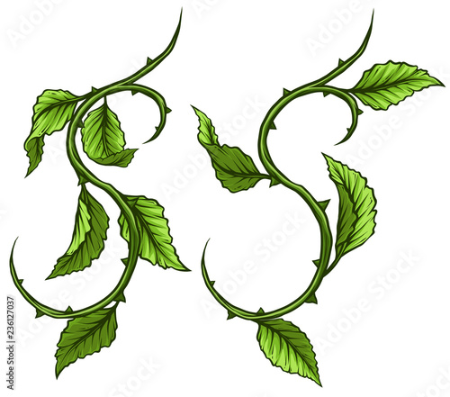 Graphic cartoon detailed green rose branch, stem with leaves and thorns. Isolated on white background. Vector icon set. Vol. 1