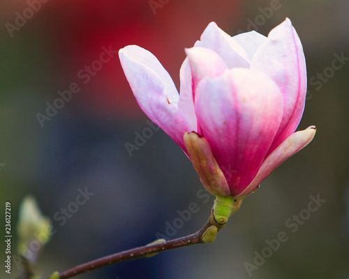 Blooming Saucer Magnolia flowers - Magnolia x soulangeana - in spring season in a botanical garden photo