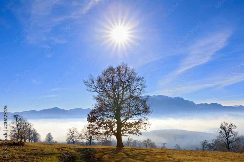 an oak with a mountain in the background in the fog and the sun above