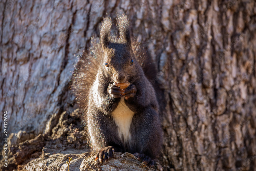 Red squirrel, Sciurus vulgaris, on a tree trunk eating a nut Red squirrel, Sciurus vulgaris, on a tree trunk eating a nut