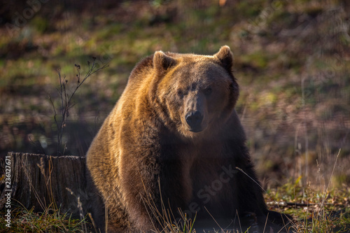 Fototapeta Naklejka Na Ścianę i Meble -  European brown bear walking in forest