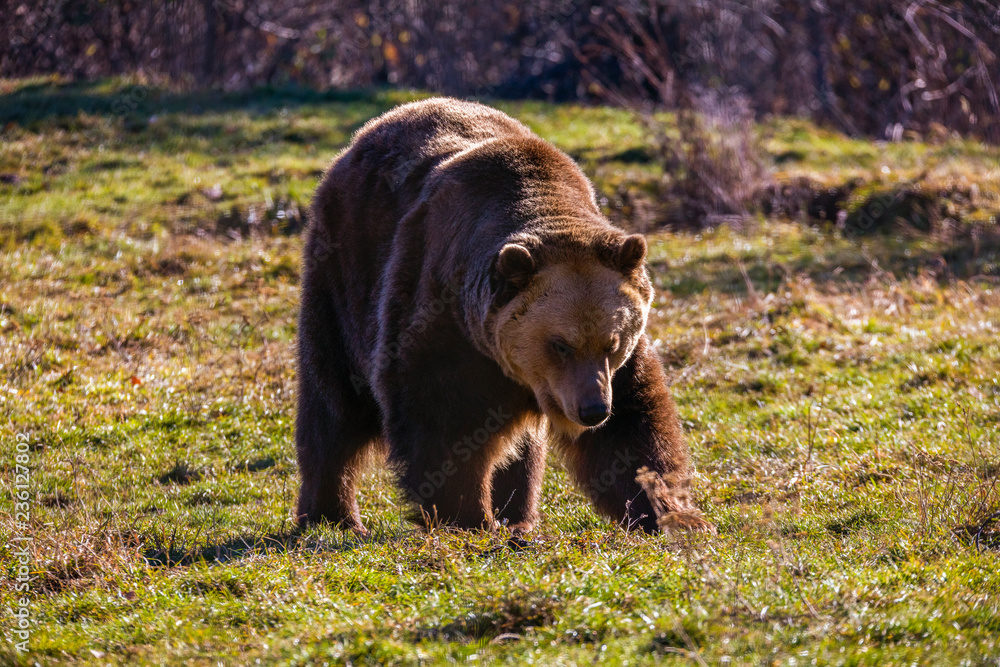 Fototapeta premium European brown bear walking in forest