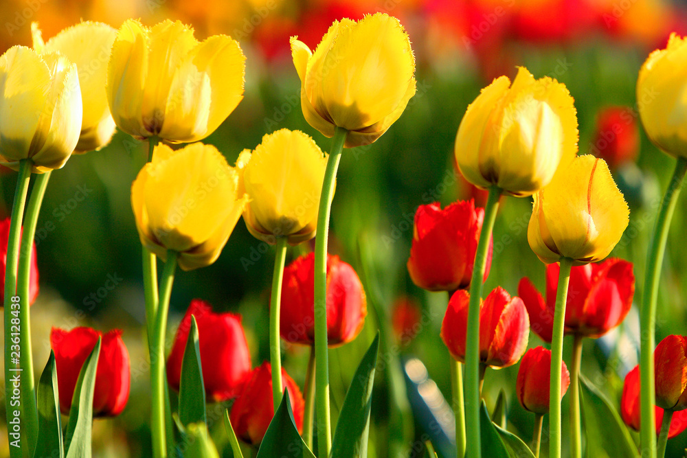 Blooming Botanical Tulip flowers - Tulipa - in spring season in a botanical garden