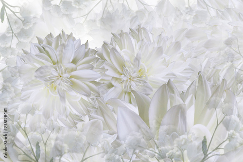 Floral white background. Dahlias flowers close-up on a white background. Petals of flowers. Greeting card. Nature..